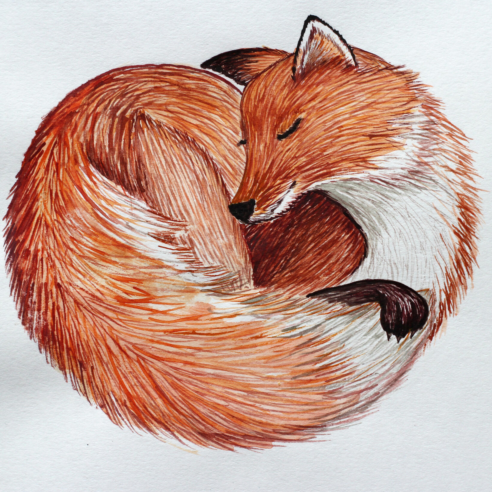 round fox
