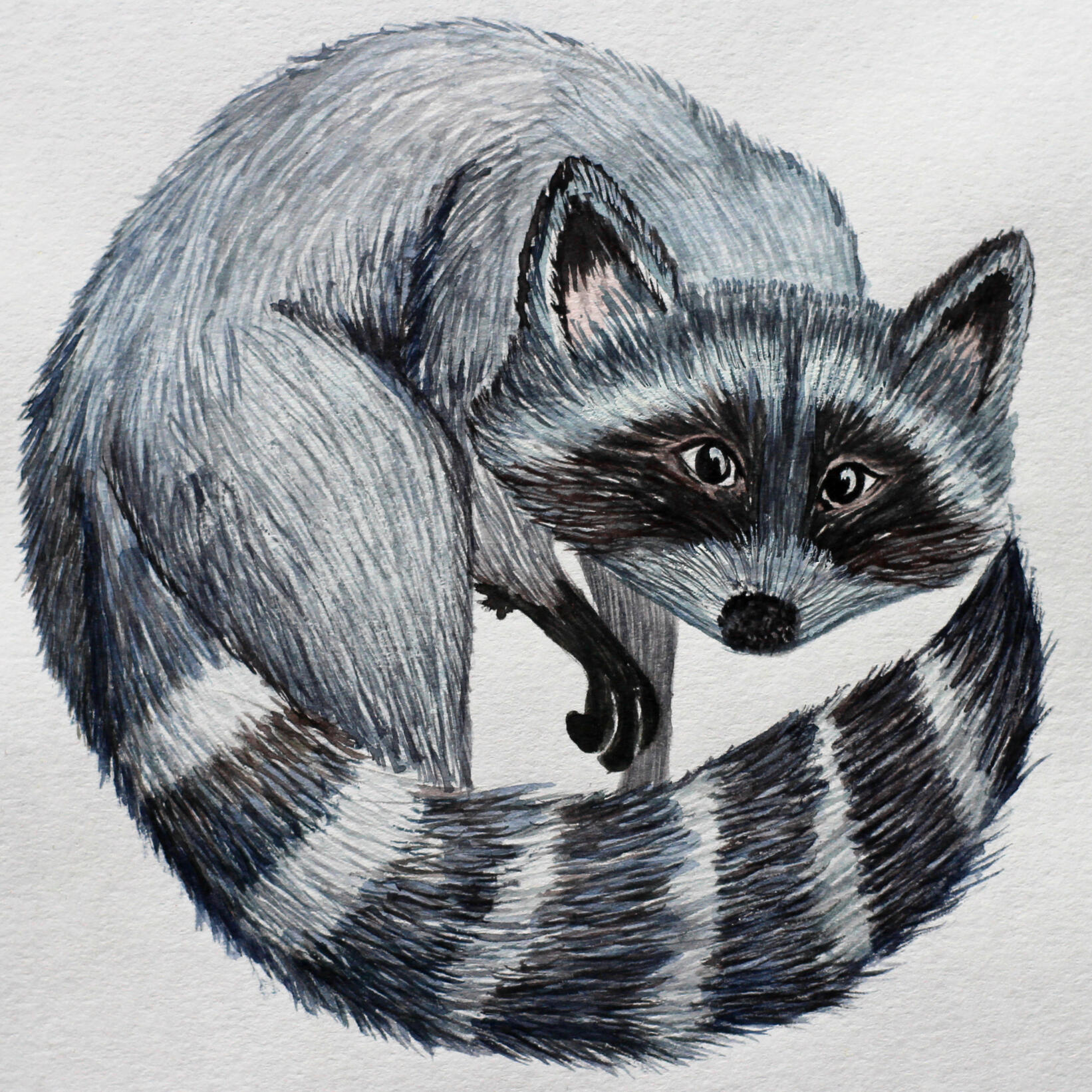 round racoon