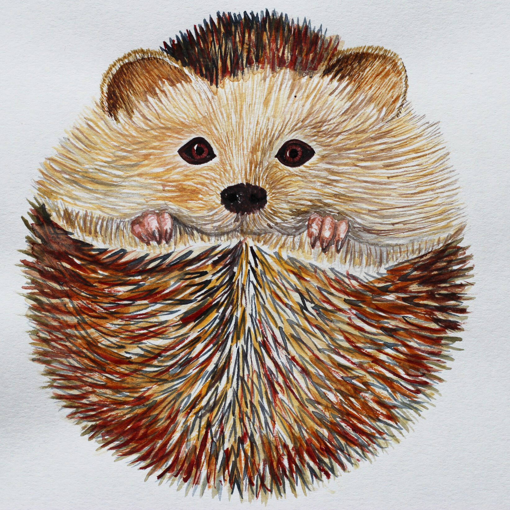 round hedgehog
